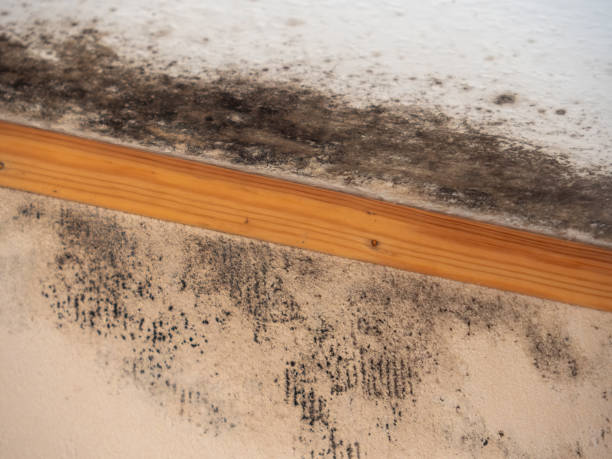Best Biohazard Mold Removal  in Mill Bay, AK