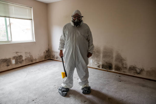 Best Attic Mold Removal  in Mill Bay, AK
