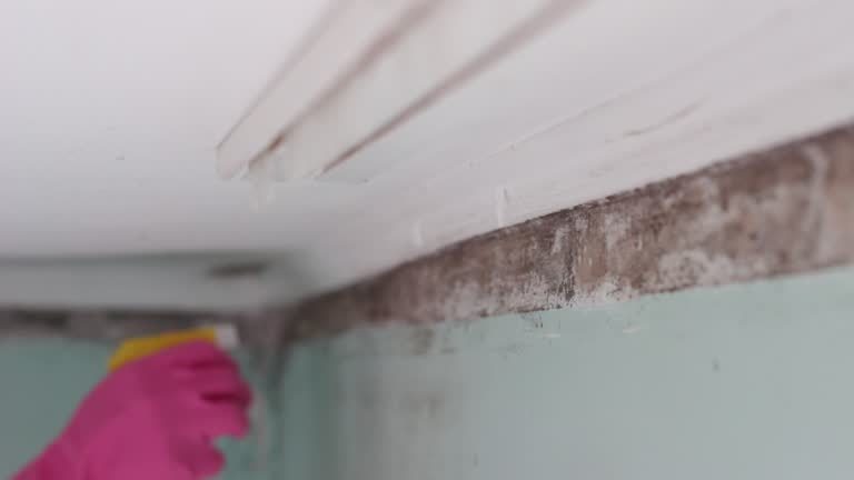 Best Mold Odor Removal Services  in Mill Bay, AK